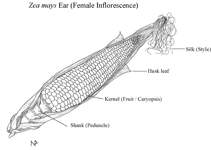 Corn Ear Words